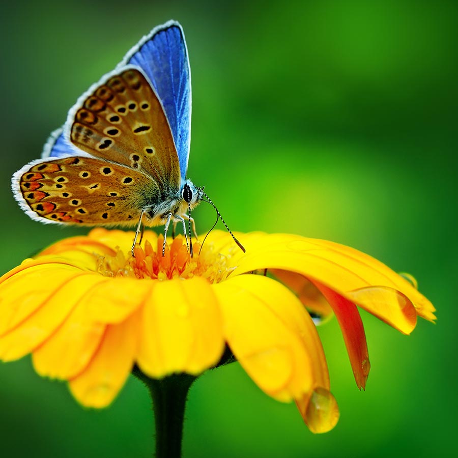 Bellissima farfalla su un fiore